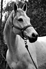White horse backlighted White horse backlighted