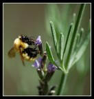 ape golosa ape golosa