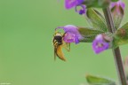 Piccolo Syrphidae....

Dati di scatto:
1/80s
f/9
iso 200
ginocchio usato da cavalletto