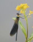 libellula libellula