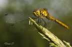 libellula gialla libellula gialla