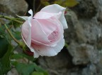 semplicemente..rosa.. semplicemente..rosa..
