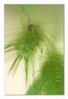 Effimera pirotecnica Effimera pirotecnica