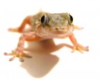 Geko Geko