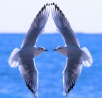 face to face face to face