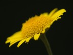 pistilli 3.