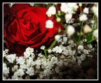 Cuore Rosso Cuore Rosso