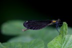 Libellula Libellula