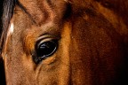 cavallo6 cavallo6