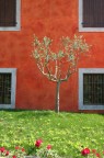 La casa e l'ulivo La casa e l'ulivo