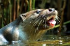 Lontra