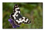 Melanargia galathea Melanargia galathea