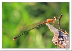 Libellula Libellula