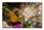 Argynnis paphia m. Argynnis paphia m.