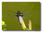 libellula libellula