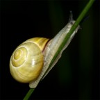 ma che hai da fissarmi cosi' ma che hai da fissarmi cosi'