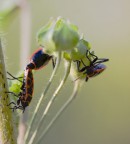 Assemblea ROSSONERA Assemblea ROSSONERA