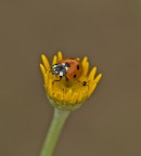 Non Rompere Non Rompere