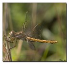 Libellula Libellula