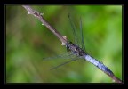 libellula su rovo libellula su rovo