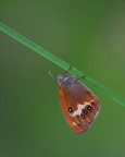 Coenonympha arcania Coenonympha arcania