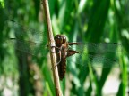 libellula libellula