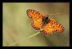 Melitaea didyma maschio Melitaea didyma maschio