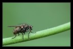 Una mosca Una mosca