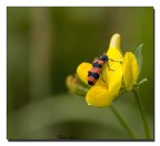 Senza titolo Senza titolo