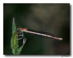 libellula marroncino libellula marroncino