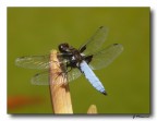 libellula depressa 3 libellula depressa 3