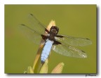 Libellula depressa 4 Libellula depressa 4