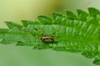 Neanide di cavalletta
