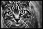 Kitty Kitty