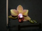 orchidea-FZ8 orchidea-FZ8