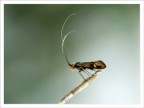 Insettino dalle lunghe antenne Insettino dalle lunghe antenne