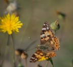 Chynthia cardui Chynthia cardui