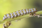 Il bruchetto a pois Il bruchetto a pois