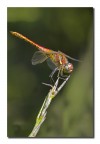 Libellula Libellula