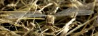 libellula de frist libellula de frist