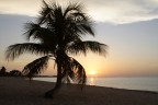Palma di sera Palma di sera