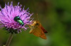 farfalla e coleotteri