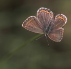 Farfallina Farfallina