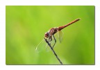 Libellula Libellula