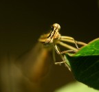 brown libe2. brown libe2.