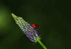 coccinella coccinella