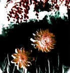 flowers in june flowers in june