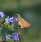 farfallina a pranzo farfallina a pranzo