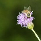 Ape su fiore Ape su fiore