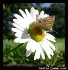 Leggerezza... Leggerezza...